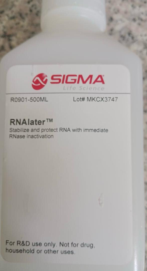 RNAlater RNA Stabilization Solution Sigma